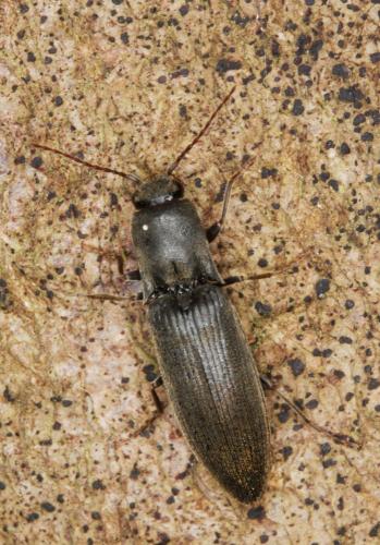 Agriotes sp.